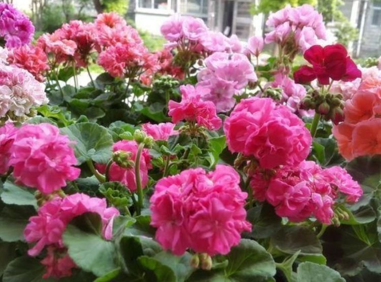 家里养此款花卉,开花特别漂亮,娇艳动人,花色繁多