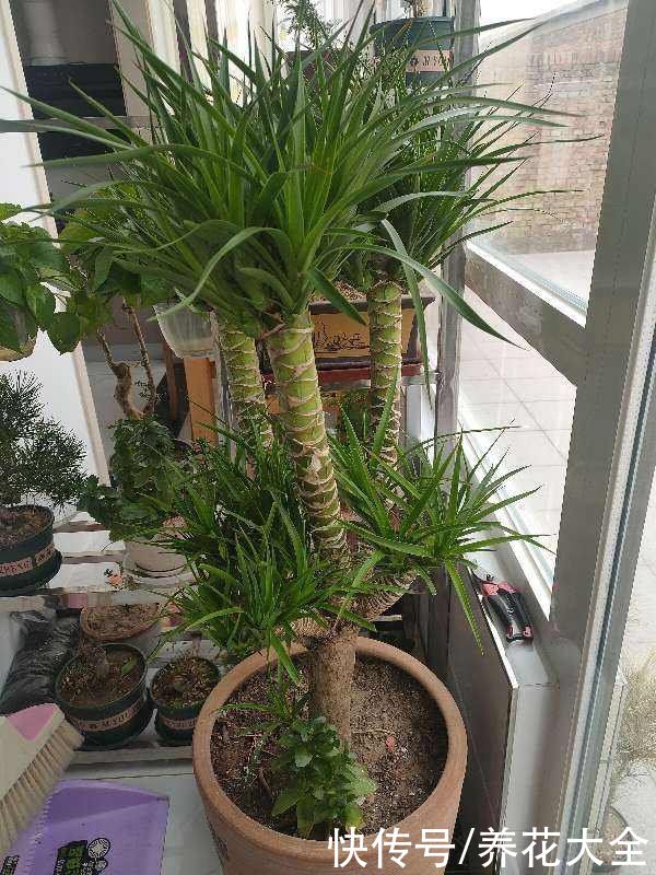 云杉|花卉中的“长寿老人”，最老一棵12000岁