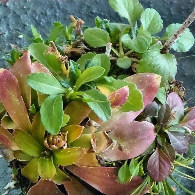 山野草，也高雅！