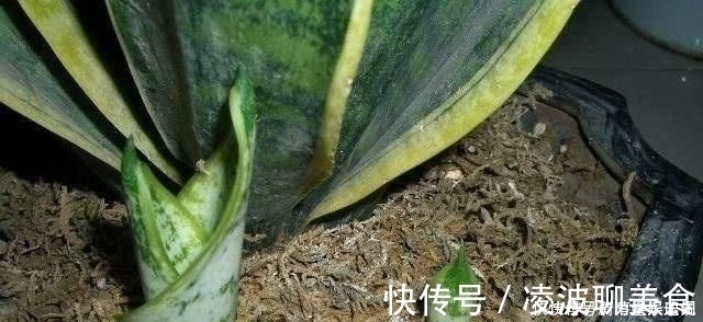 多肉|这5种花草，别花钱买，掐一片叶子插土里，一个月长满盆，贼省钱