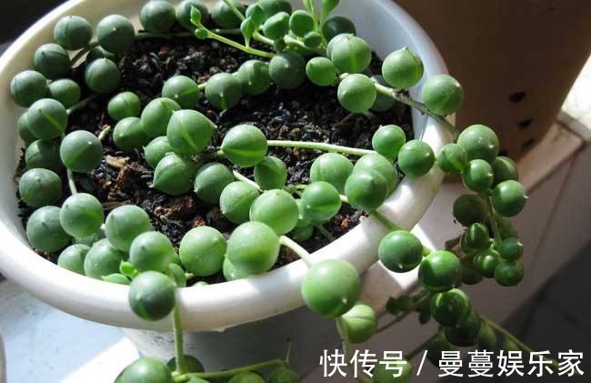 吊兰|叶上爬满小金鱼这款吊兰贼好养，用它喷一喷就开花！