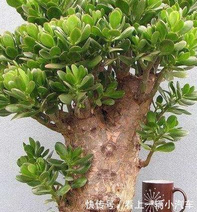 养玉树掌握几个关键点,一年变老桩,轻松长成树