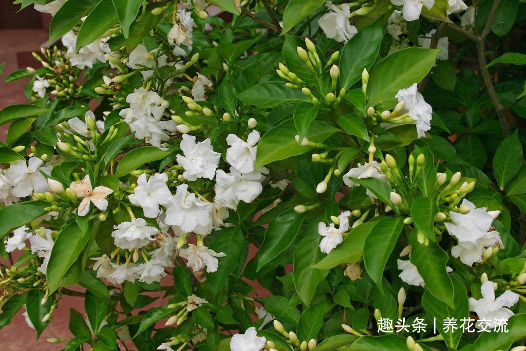 栀子花|花叶和栀子花相似的狗牙花,香味像茉莉花,好养又容易开花