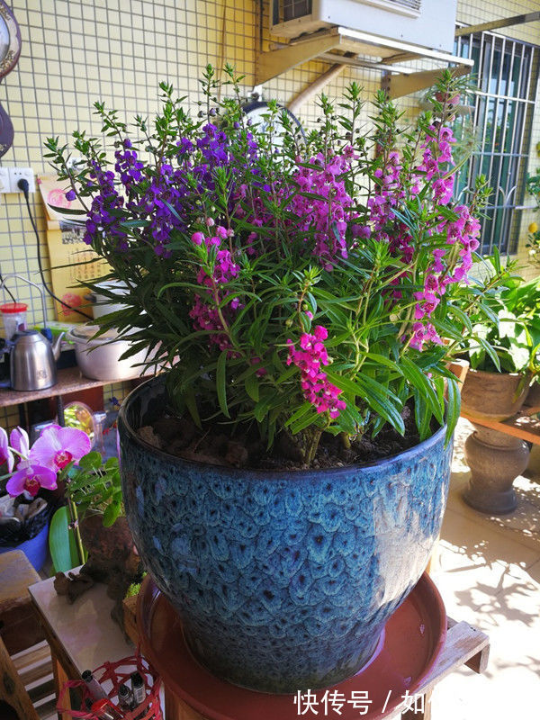 爆盆|家里阳台养此款花，新手也能养爆盆，满屋子飘香，漂亮又好养！