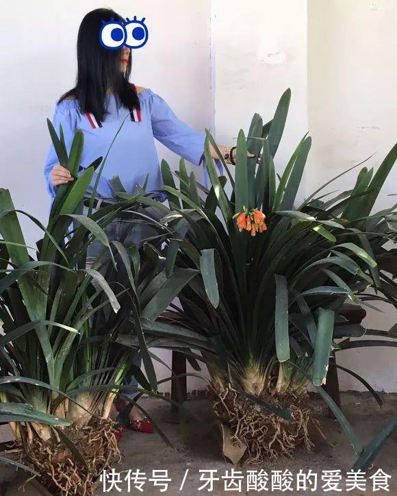 养花达人:38年前,掏家底儿买的2盆花,1盆被偷,1盆传给孙子