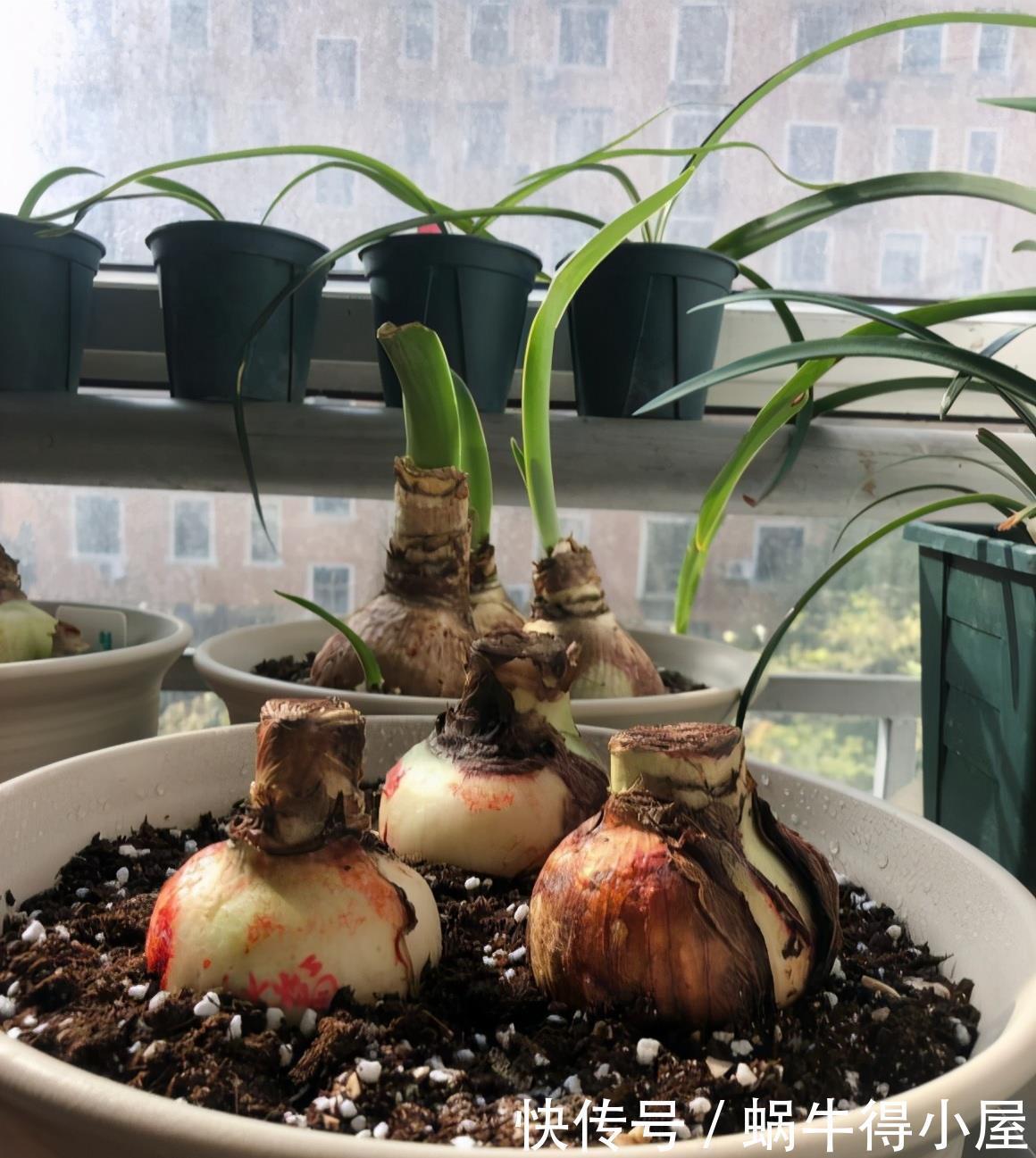 使劲|朱顶红冬天别“惯着”,使劲“虐一虐”,大花箭嗖嗖窜出来