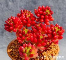 为您整理20款红色系多肉,热情奔放,总有一款是你迷恋的!