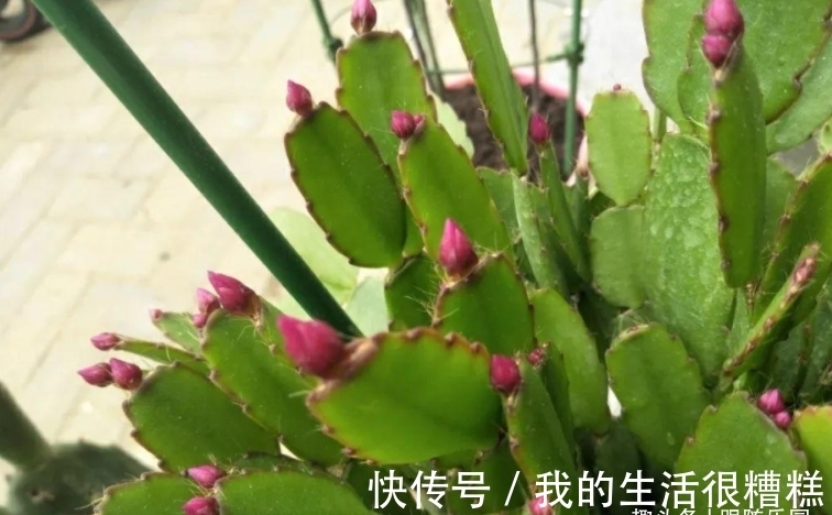 蟹爪兰用“木棍”嫁接,养成棒棒糖,开花一茬接一茬,开成花大树