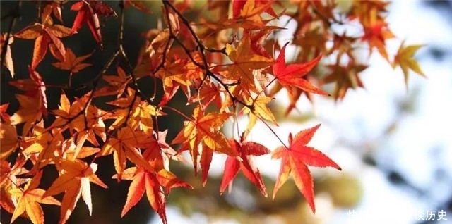 晚秋情诗小山词:红叶黄花秋意晚