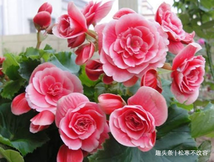 浇水|养花就养几种花，家里养一盆，花期长达200天，阳台养出小花园