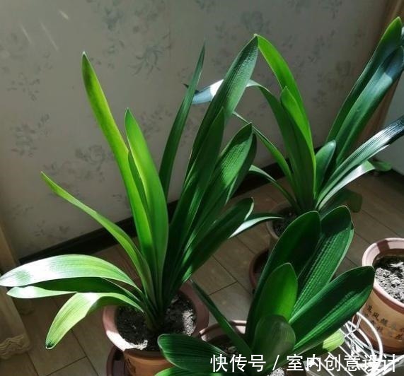 君子兰冬季养护“小妙招”，做2步，生长开花两不误，蹭蹭变群兰