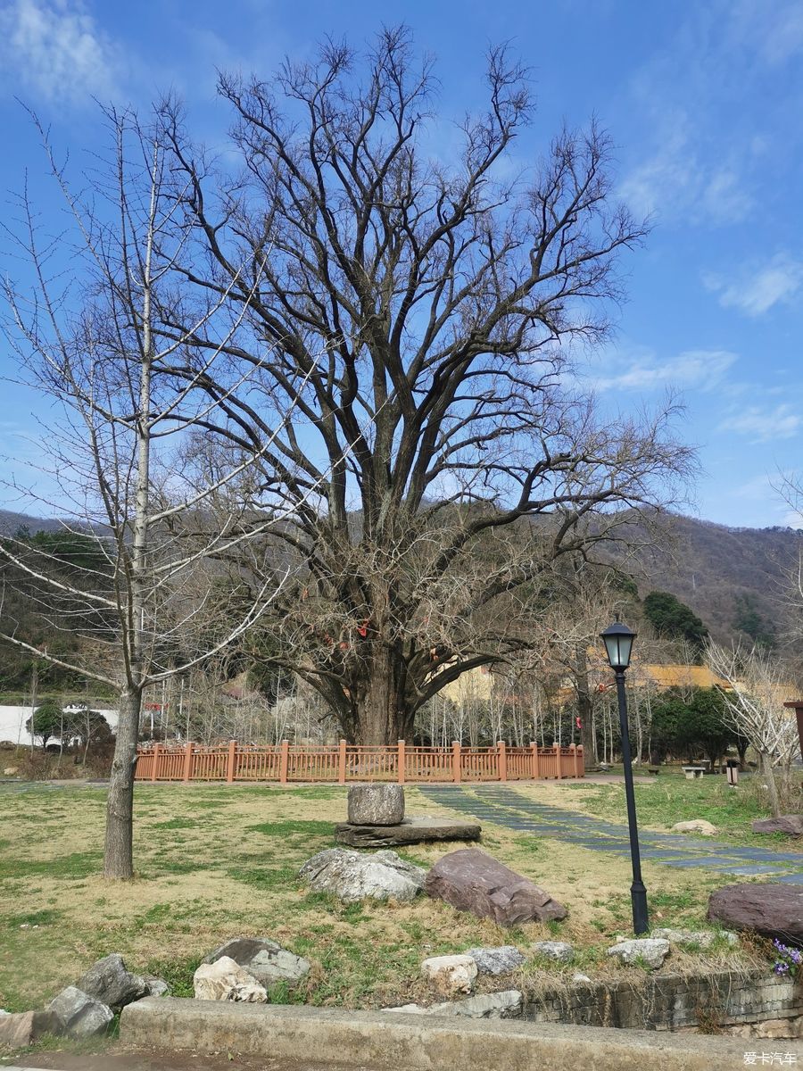 老年|【爱卡踏青季】迎春·大洪山踏雪赏花