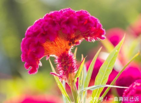 从4月24日开始,家养此款花卉,耐热耐晒更耐旱,开花多又美