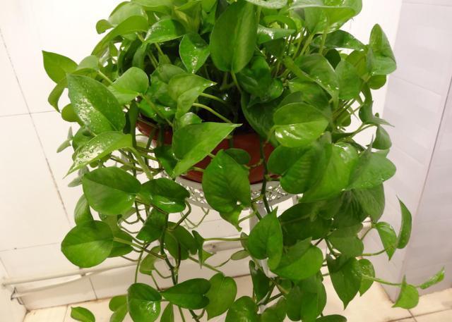 这10种花夏天“晒不得”,一见强光就黄叶,赶紧搬回家