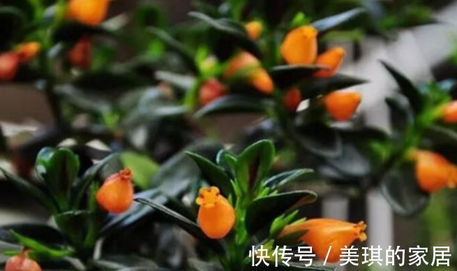 花匠|老花匠养了3盆漂亮花,每盆不到十块钱,轻松开出满枝花