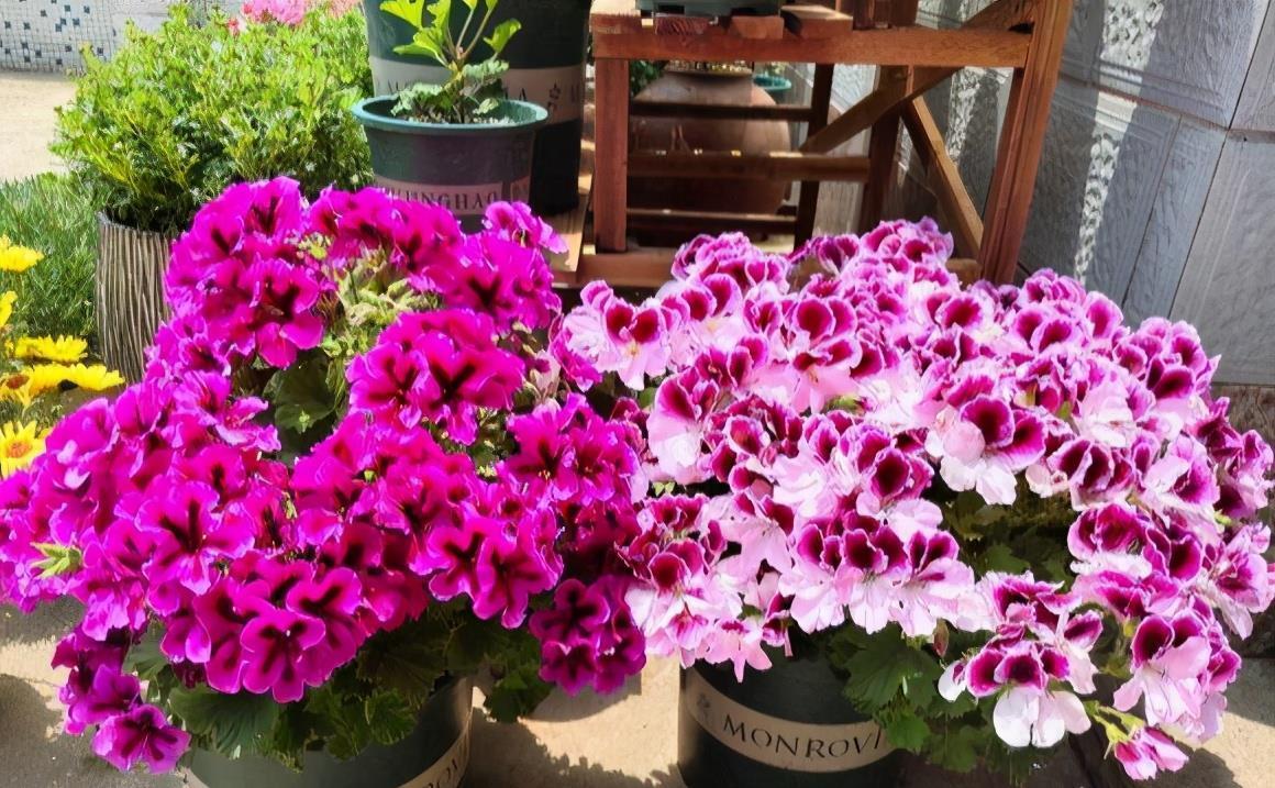 休眠期|4种“漂亮花”，5月要“剪花箭”，不剪光，很难度夏天