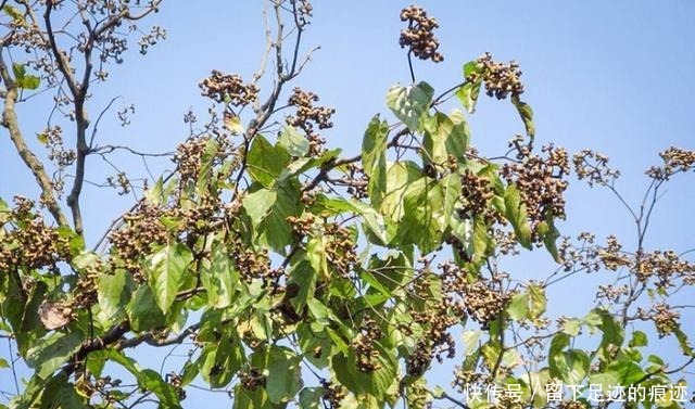 李时珍说它“去膈上热,润五脏”,长在路边无人识,可惜了
