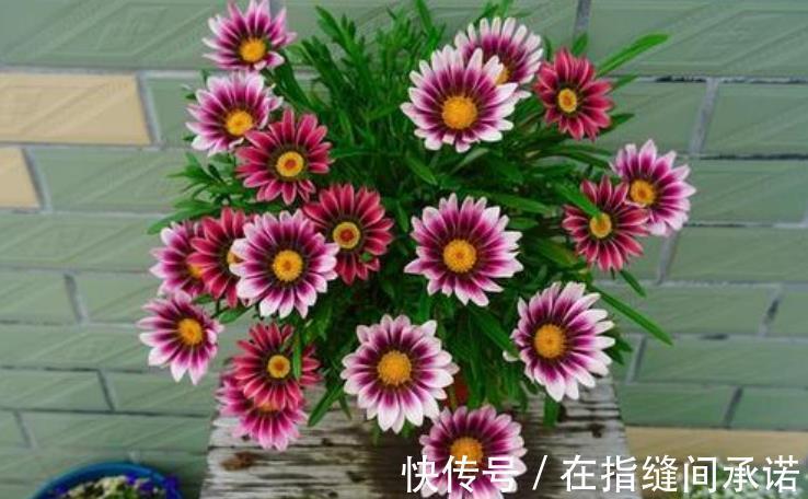 碱性|室内养花必备4种“水”,才能不黄叶、不烂根,啥花都敢养!