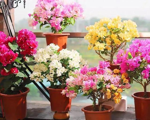 株型|最爱晒太阳的8种花,越晒开花越多,阳台养几盆,开花成海