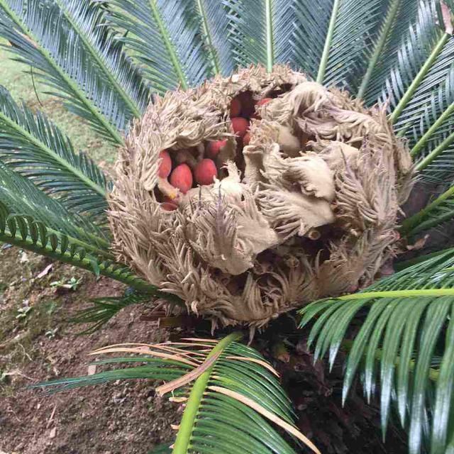 杜鹃花|能活几十年的花,家里养一盆,还能作传家宝