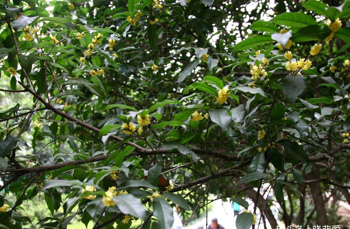 佛手|院子里适合种7种“镇宅树”,随便种一棵,“旺财添福”更旺家