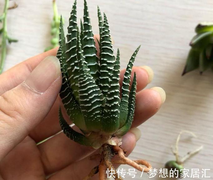 简单易明的4个方法，让新养多肉能够快速服盆