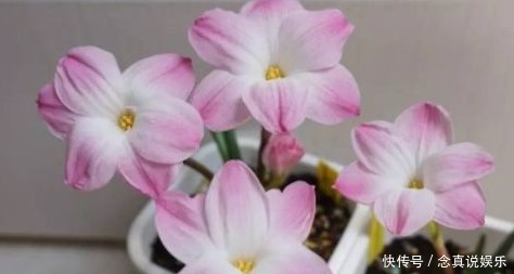 优良|新手养护花卉,不如养盆优良名菊,比玫瑰好看,青翠欲滴的花