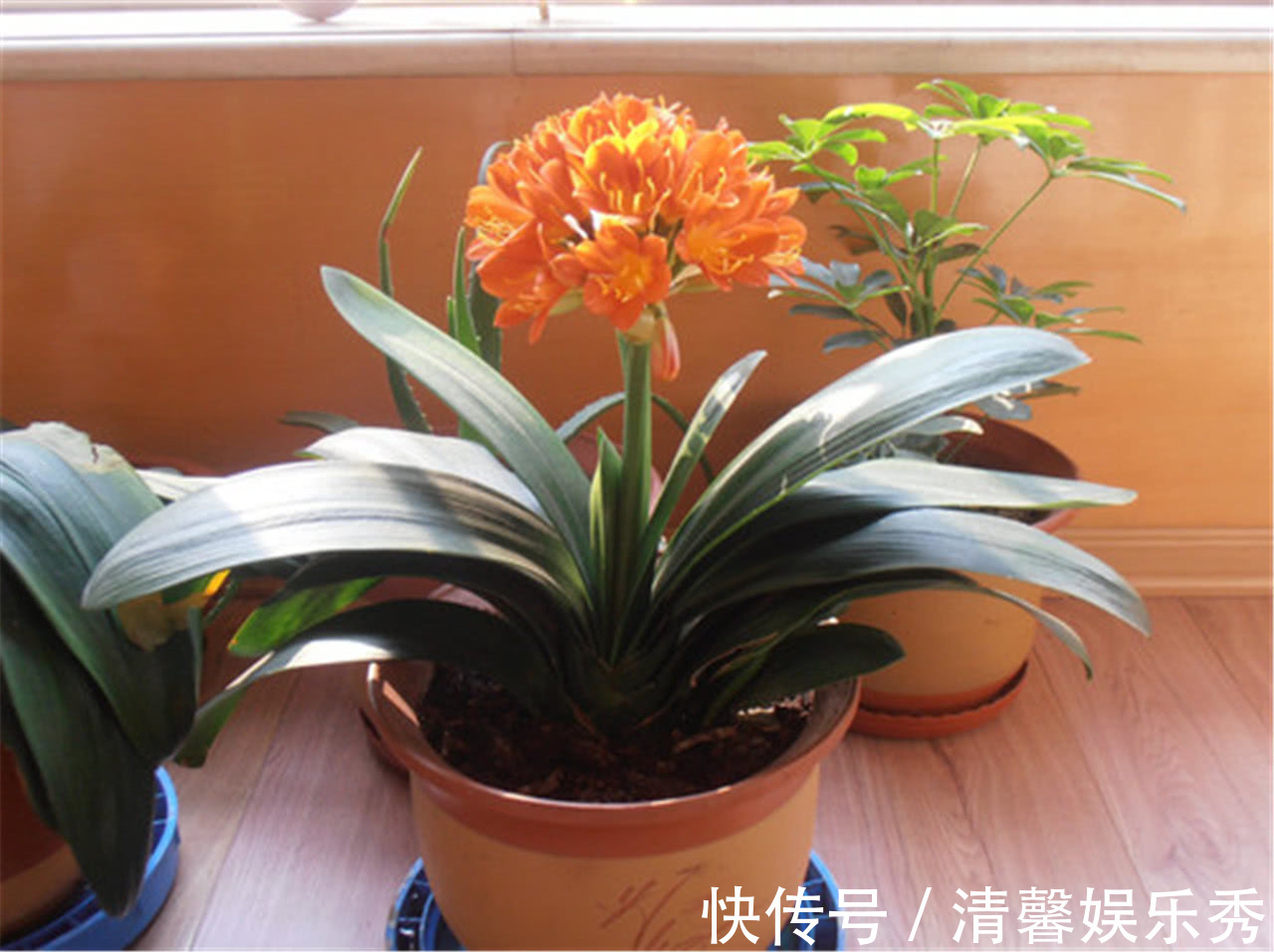 7种寓意“旺财”的花,适合养在家里,看着就有好兆头