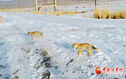 国家公园|野生藏狐“作客”肃北保护区 展露招牌式“迷之微笑”