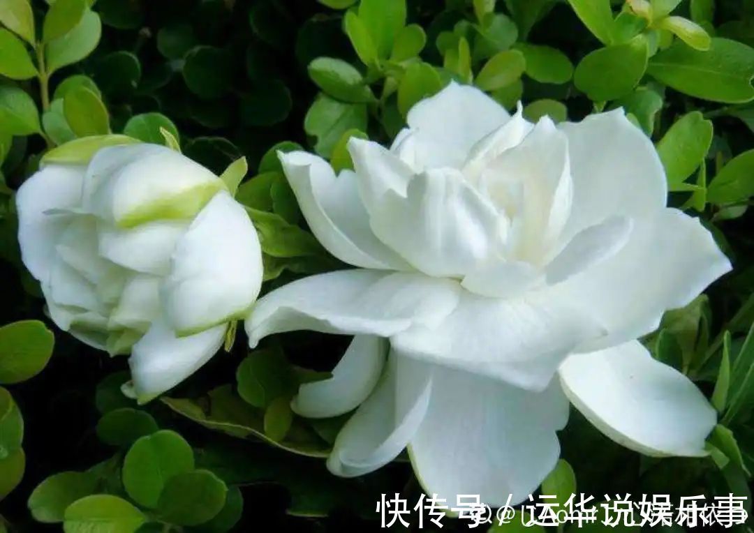 10种花爱喝醋，浇水加点酸，叶子油亮爱开花！