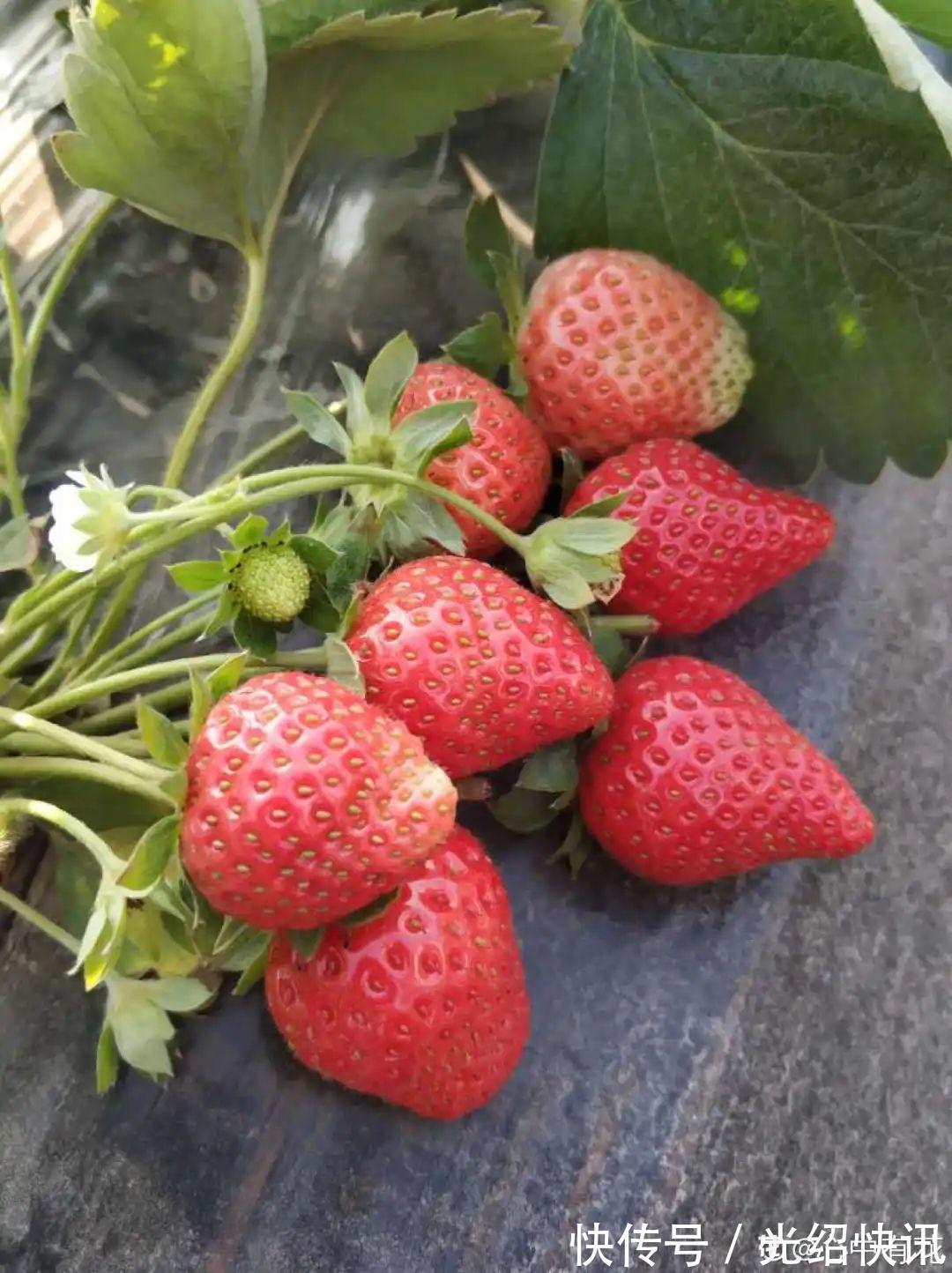 大粗杆插土里，7天生根，当年结果压弯枝，不用买水果了！