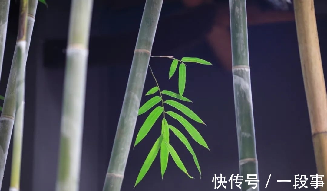 荷莲#古诗词里竹枝青青！