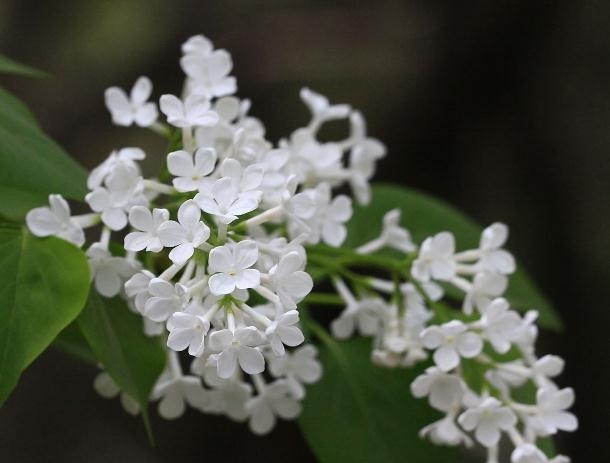 家里“3种花”不能见光，放暗处“摆好”，叶片油亮、花儿开得旺