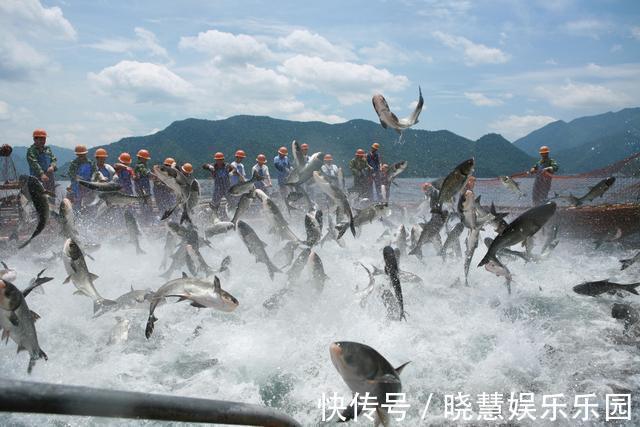 湖泊|千岛湖的“绝地逢生”：二十年前鲢鳙激战蓝藻，如今被争相效仿