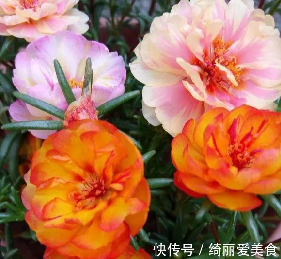 养花技巧:粗生粗养也能四季开花!少养1种都觉得亏了