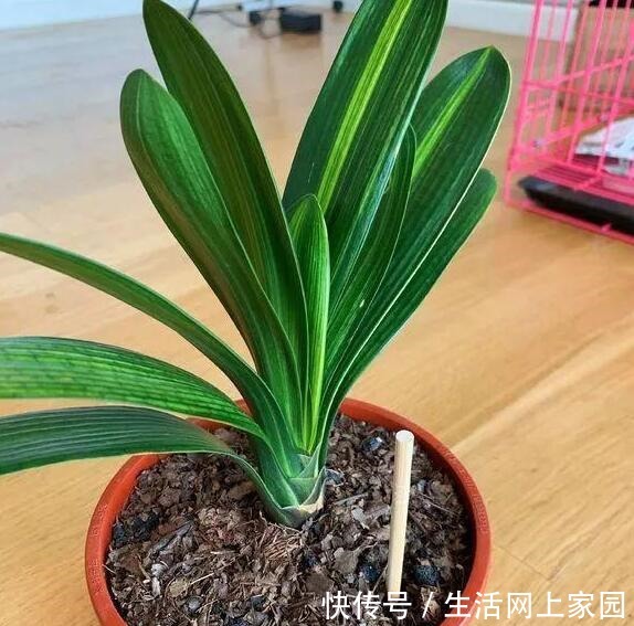 大妈把吸管筷子插花盆,解决了养花人的“2大难题”,朋友都效仿!