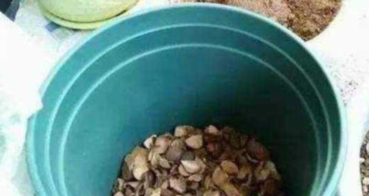 大爷|大爷养花20年,只用3种生活“垃圾”养花,不烂根黄叶,养啥都旺