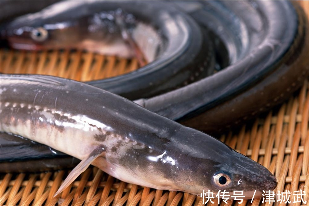 饺子皮|冬季5种鱼最肥美,肉质肥厚营养高,常吃健脑记性好,孩子要多吃