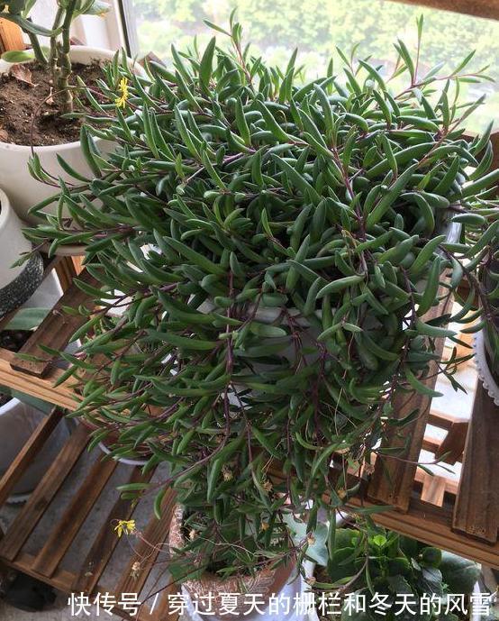 盆栽多肉紫玄月侧重这3小技巧，好看又好养，秋冬疯长新茎叶