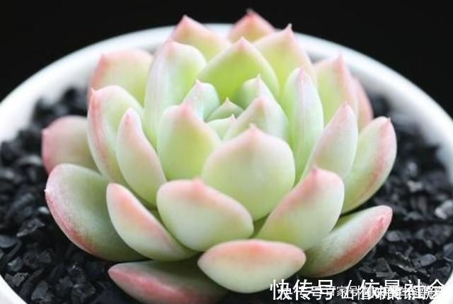 个个都是最美女王，多肉植物当中的“四大女王”，颜值爆表美翻天