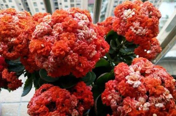 发育不良|修剪完长寿花该怎么善后做好这4项工作，一茬接一茬开花