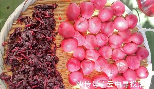 紫苏梅|冬季别只吃肉,这水果也可以放开了吃,富含维C,营养均衡特开胃!