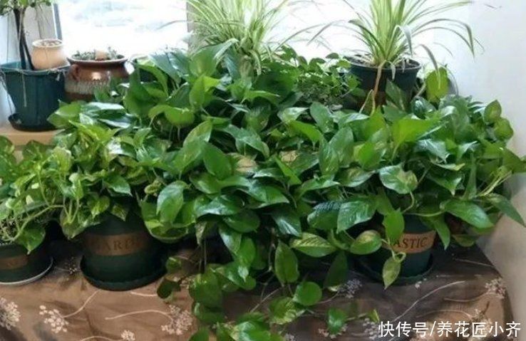 养花总烂根怎么办?预防是关键,做好这7点,想烂根都难