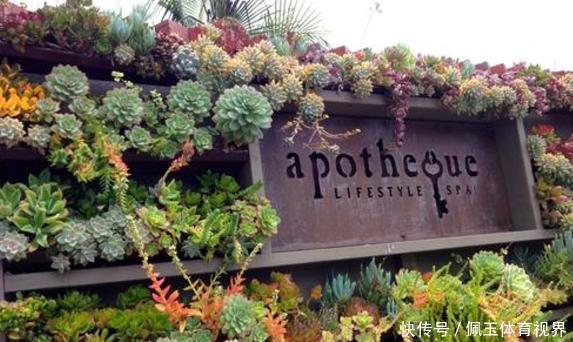 心血|老桩多肉该怎么换盆？2种方法“保活”，叫你心血不再白费