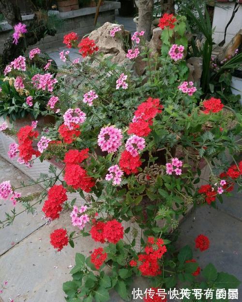 进入八月,6种花要多晒太阳,越晒花朵娇艳,开花越勤