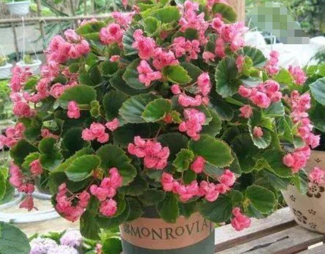 大花石竹大花石竹|4种花超漂亮的,养家里一年四季开花不断,花色鲜艳美极了