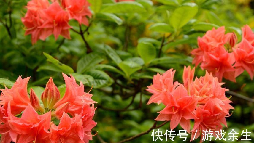 养花就这么简单，种过一两盆花就知道了，只要记住几个字