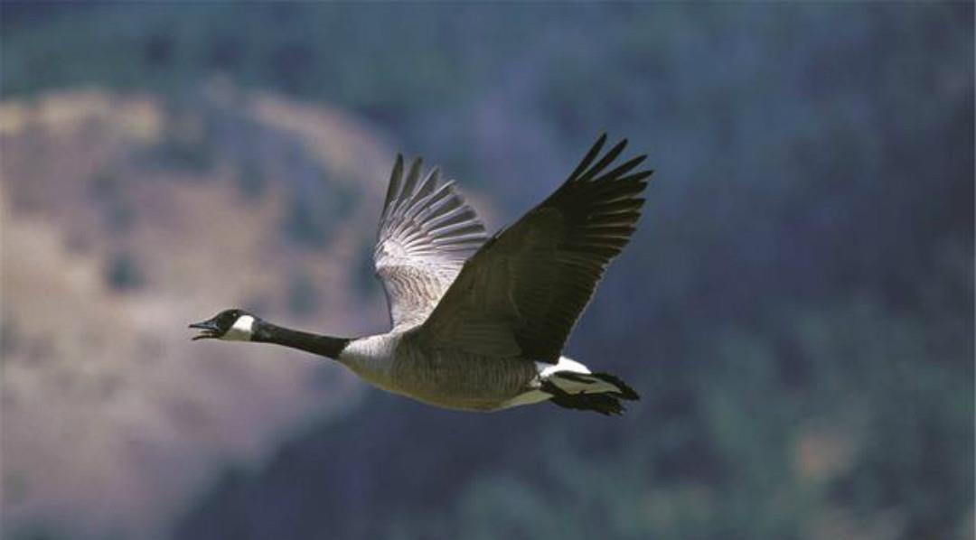 元好问|元好问一首高水平之作,每一句都另有所指,读来令人拍案叫绝