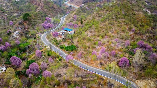 南召：玉兰飘香溢山乡