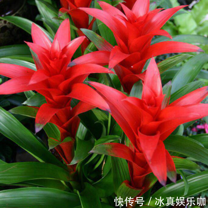 5种“红火花”,养在家里红红火火,鸿运当头,好看又吉利